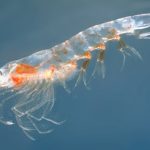 Krill oil as a dietary supplement for athletes